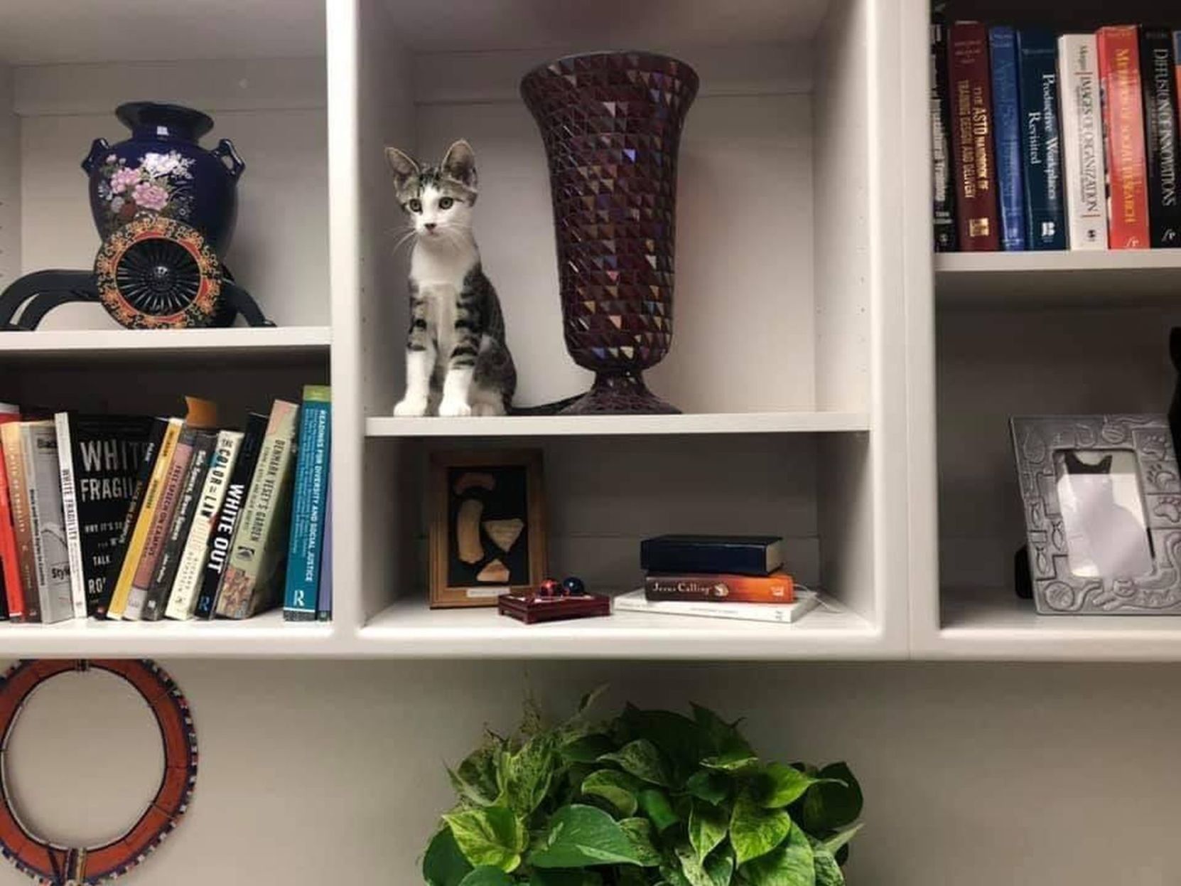 Adopt a Pet | Rumpelstiltskin